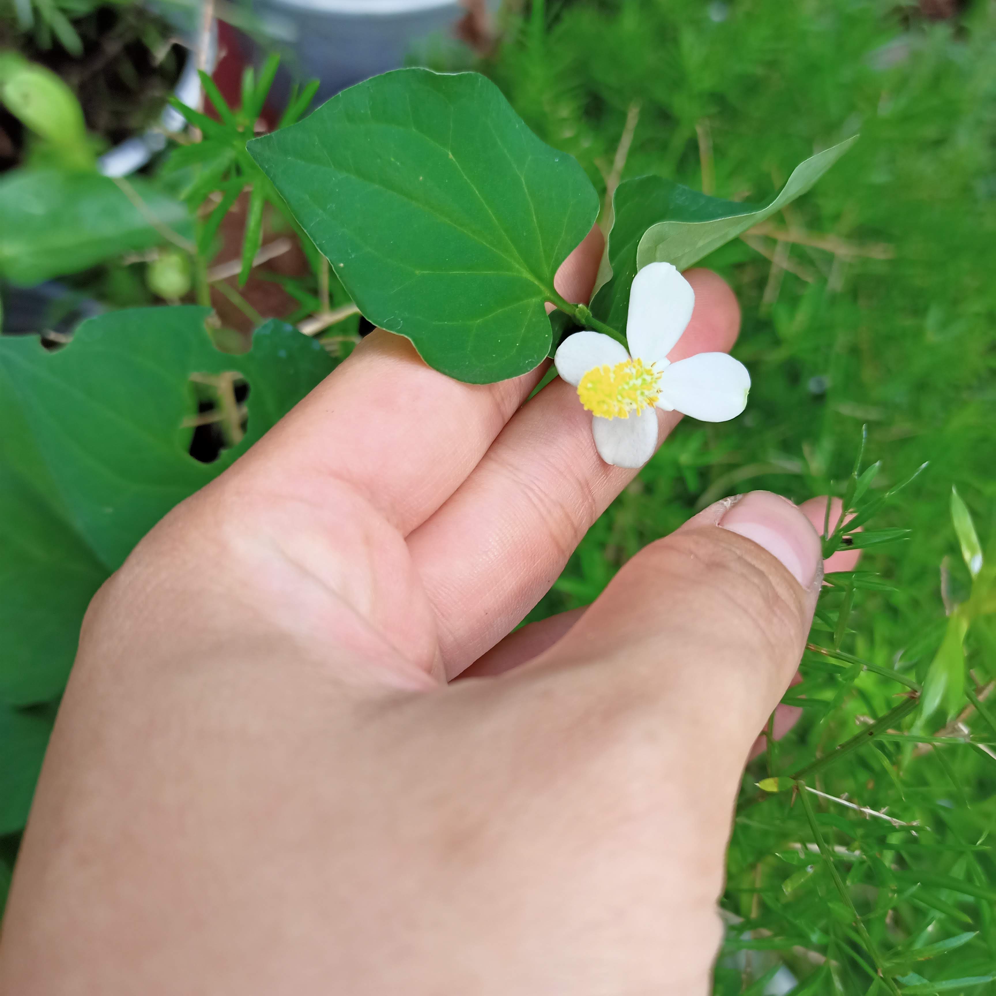 Chậu cây rau diếp cá, bầu rễ ổn định