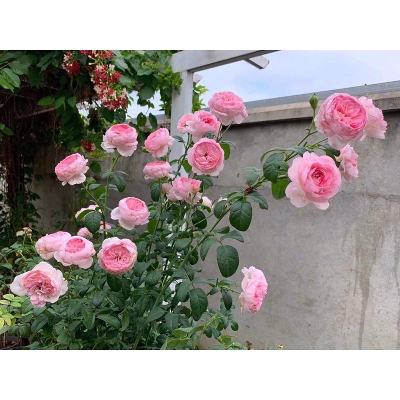 Cây hoa Hồng Mon Coeur Rose