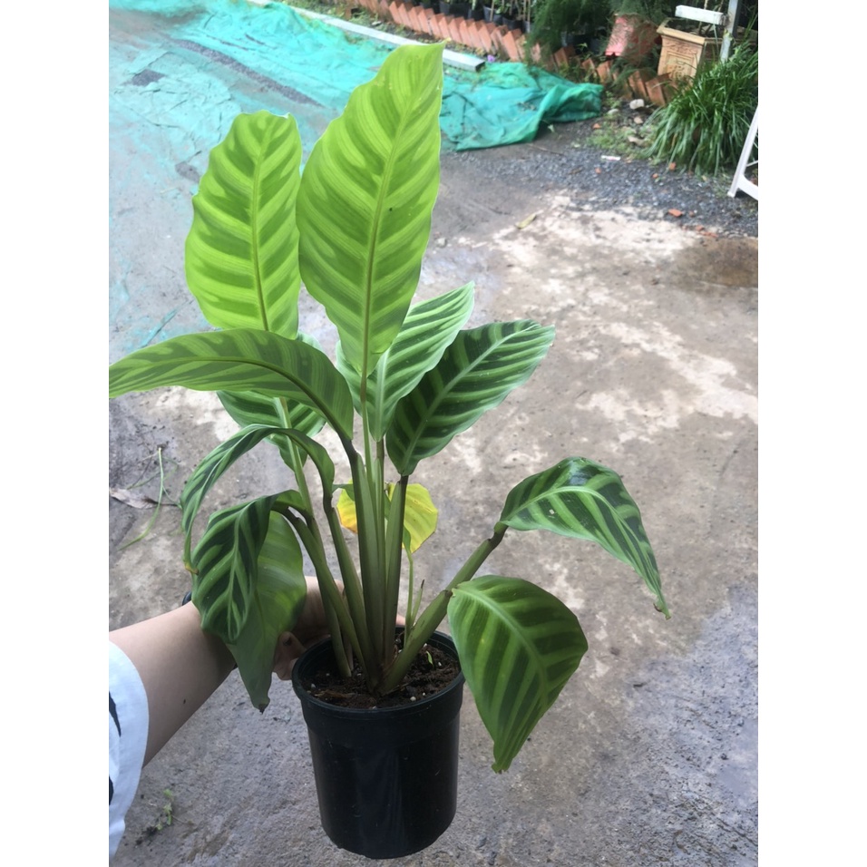 Cây đuôi g Calathea zebrina Peacock