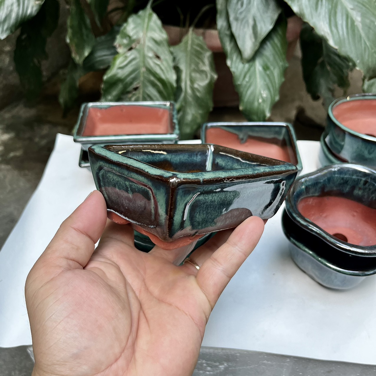 Exhaust 10 succulent plants, bonsai plants.