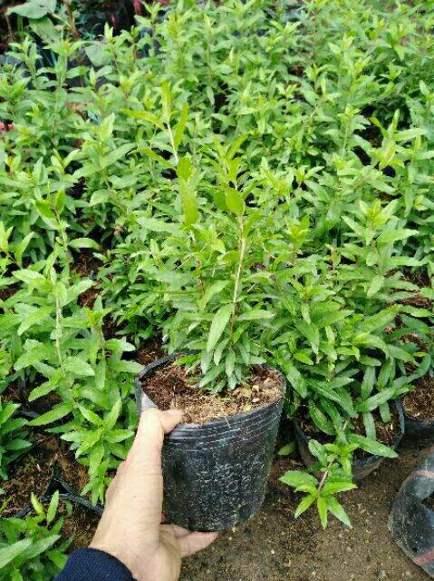 CÂY GIỐNG LỰU LÙN ĐỎ CAO SẢN 1