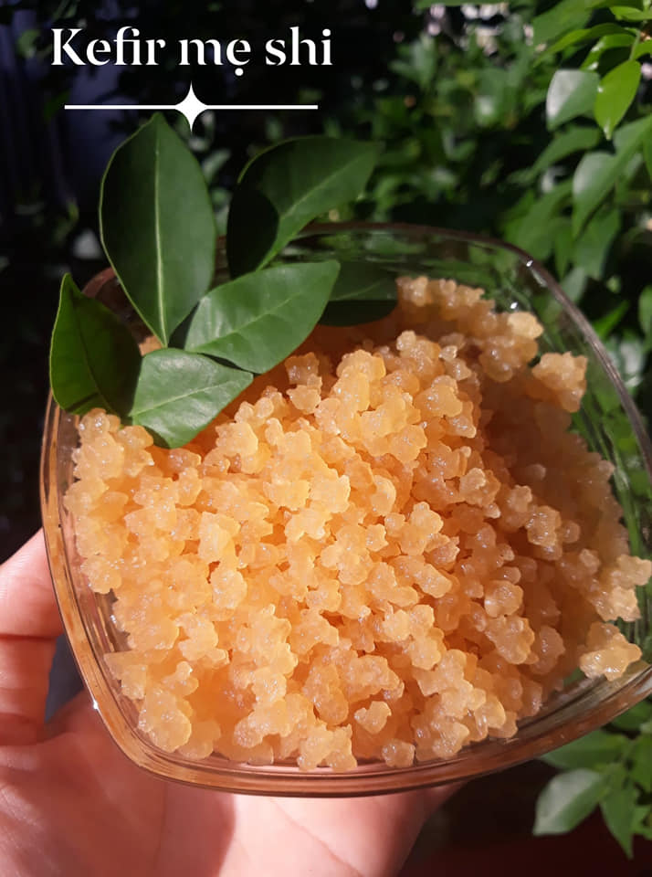 nấm water kefir đông khô...