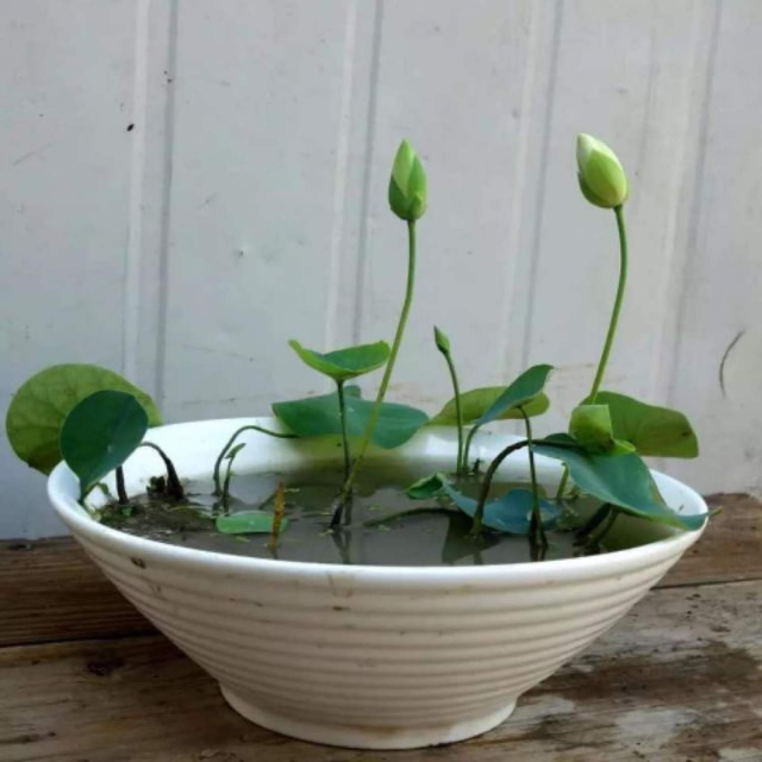 Bùn khô trồng sen nhật mini gói 200 gram
