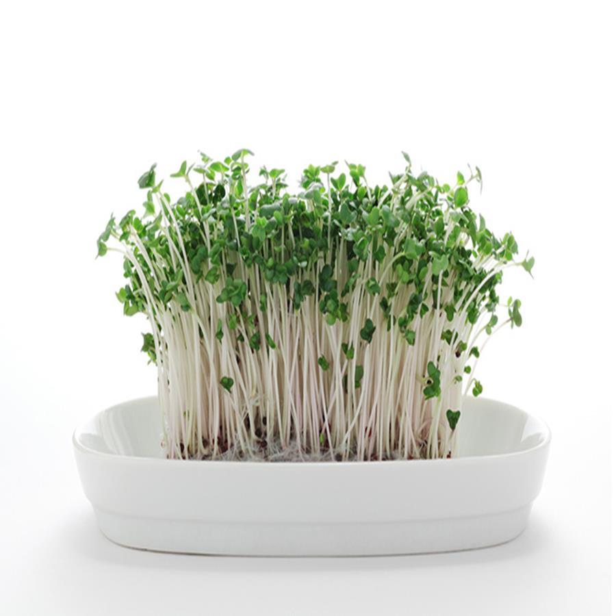 Hạt Giống Rau Mầm Bông Cải Xanh (Súp Lơ Xanh) Giàu Dinh Dưỡng, Thu Hoạch Nhanh (10 Gam ~ 1500 Hạt)