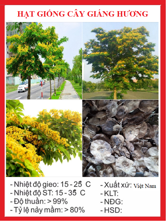 Hạt giống cây giáng hương ct546 - gói 10 hạt