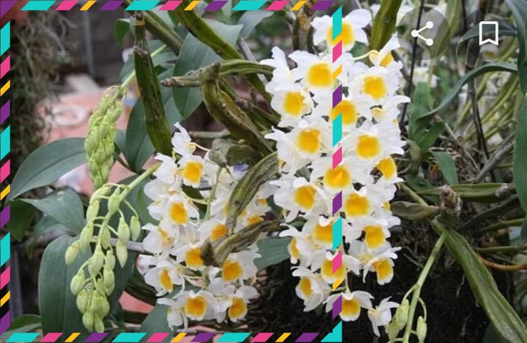 Hoa Lan kiều vuông(1 bó hình cuối) vv