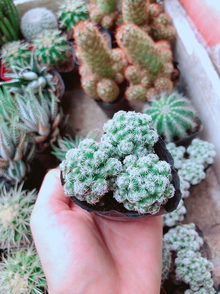 Xương rồng trứng chim