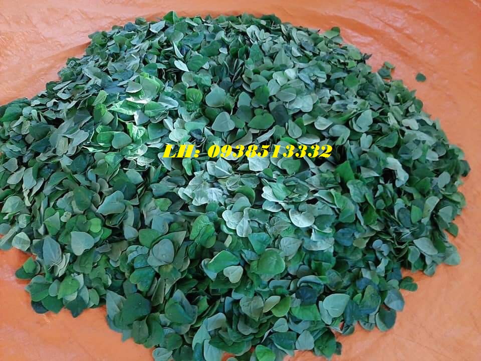 HẠT GIỐNG LÁ SƯƠNG SÂM LÔNG 100 HẠT