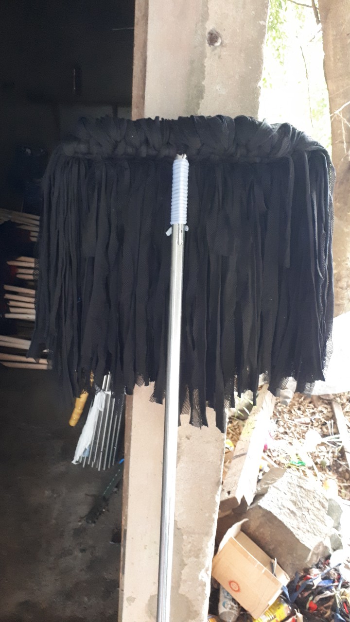 Cây Lau mùng cán thép