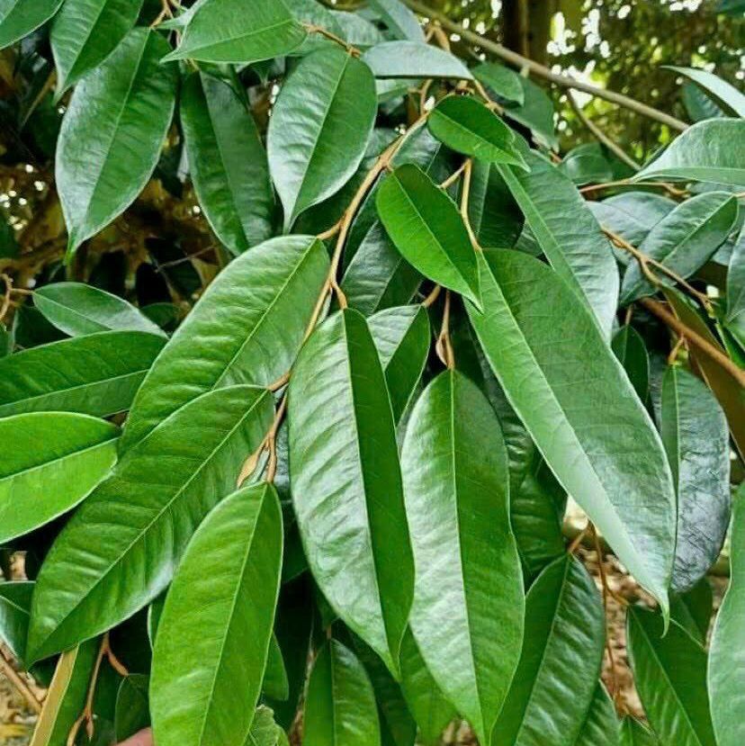 Siêu vọt đọt cây sầu riêng, vua bật chồi chai 1 lít