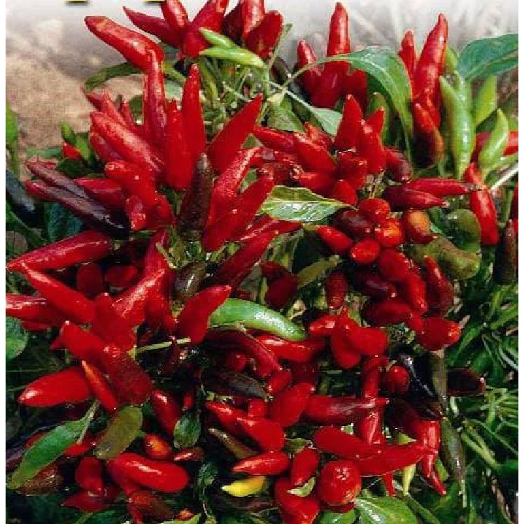 Hạt giống ớt chùm đỏ siêu cay Thái Lan - 30 hạt