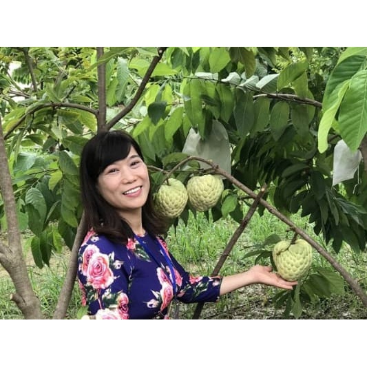 Bầu cây giống NA THÁI