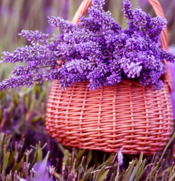 Hạt giống hoa Oải Hương ( hoa Lavender ) gói 100 hạt