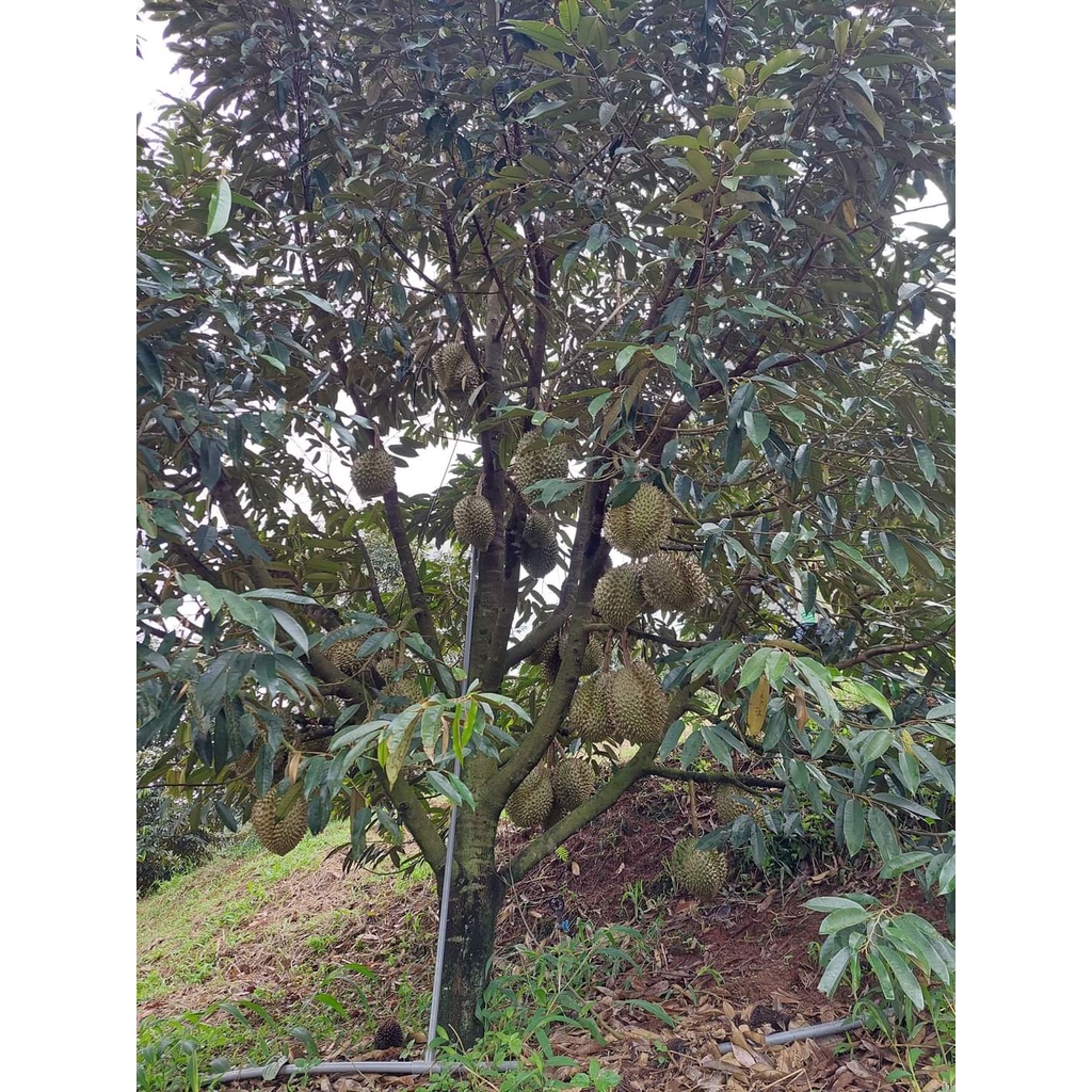 Cây giống sầu riêng thái múi dày ( cây ghép cho trái siêu sớm ) ( sản phẩm có bảo hành đỏi trả)