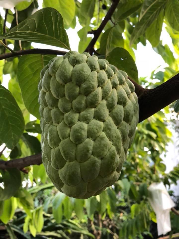 Cây giống na hoàng hậu/ na thái trái to, vị thơm ngọt- Hoa kiểng Nguyễn Lộc- Cây giống chất lượng cao