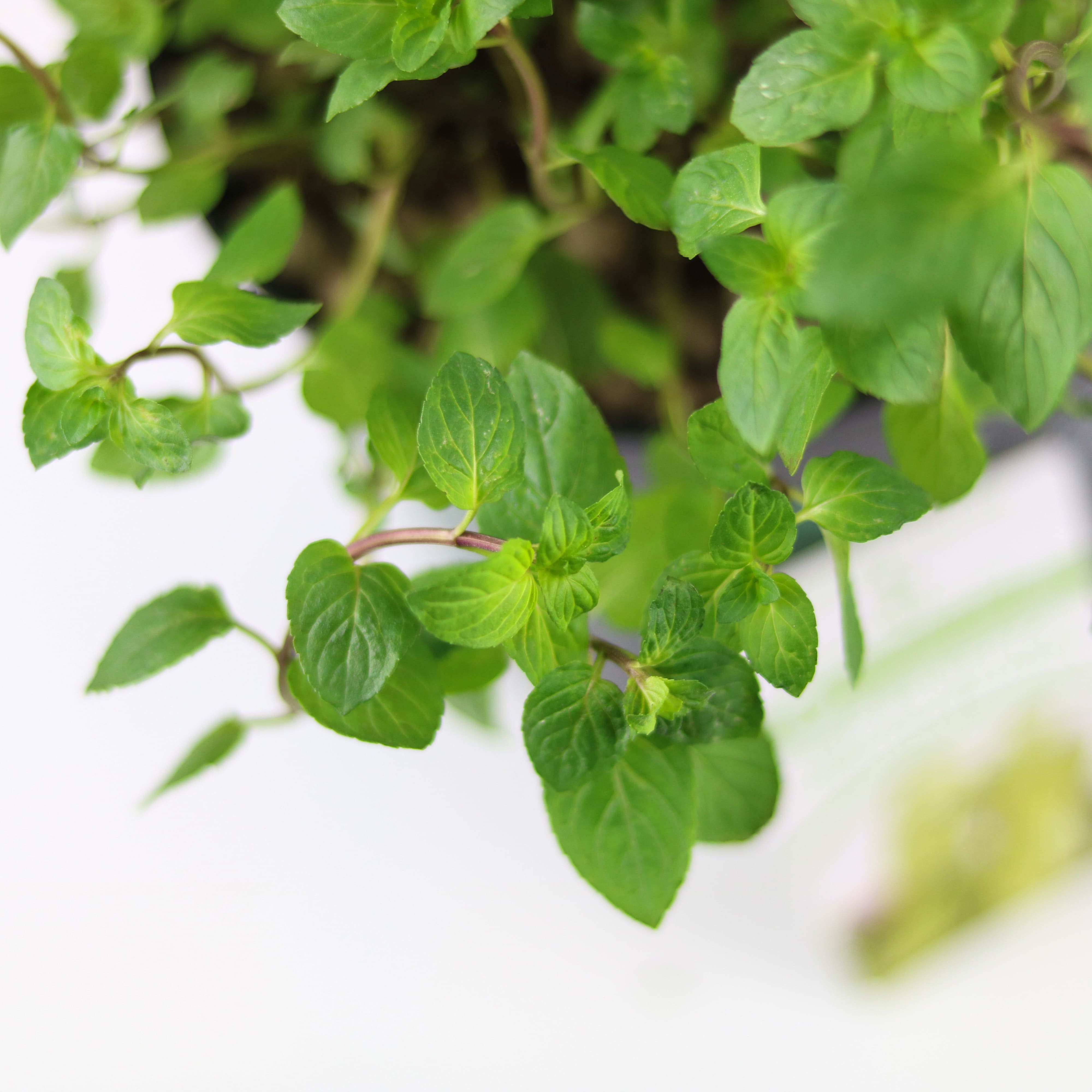 Cây gia vị | Cây bạc hà sicula | Choco Mint