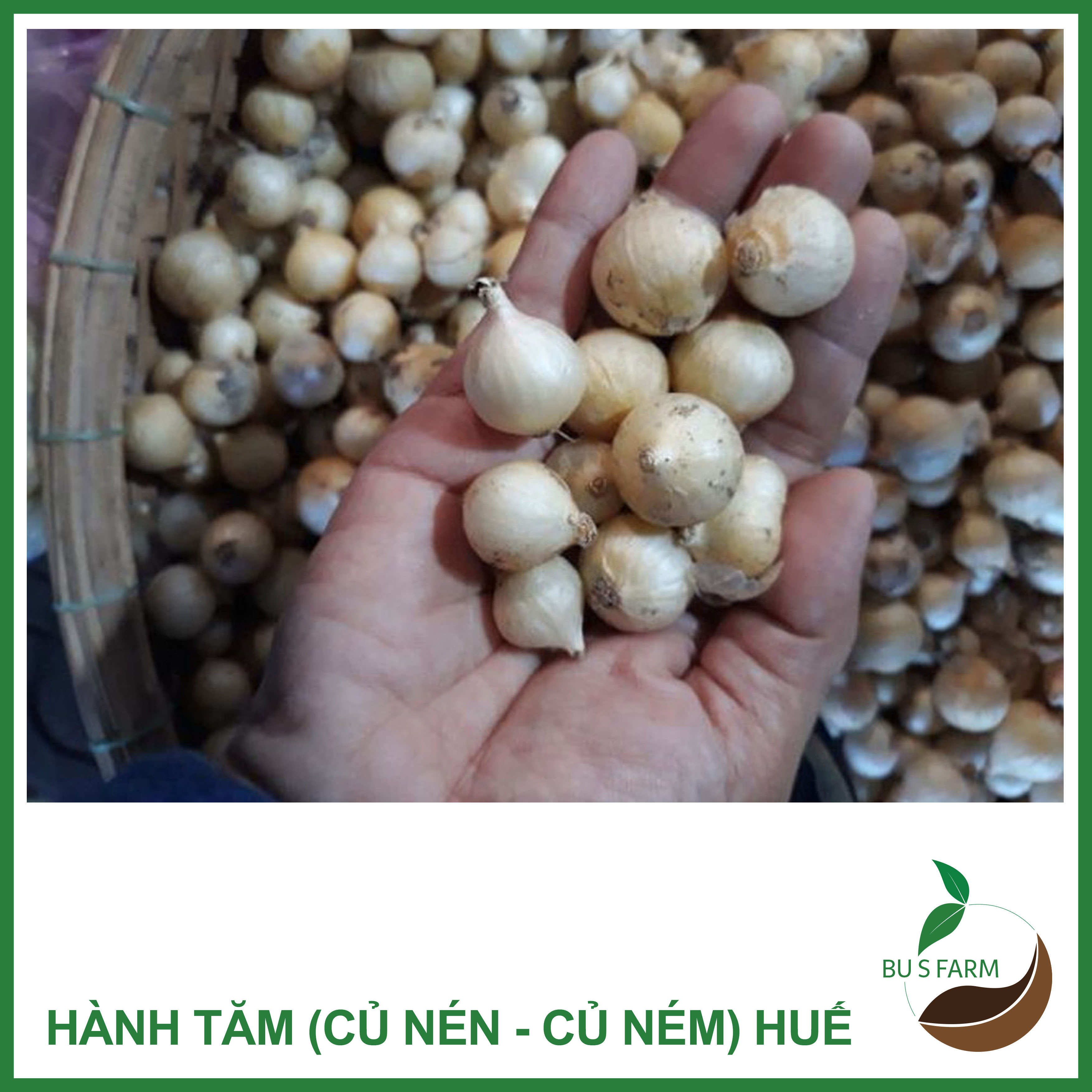 500gr Củ Ném ( củ Nén - Hành tăm - Hành trắng) Huế nhà trồng