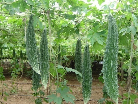 Hạt Giống Khổ Qua Xanh Mỡ Trái Dài 302 (5 Hạt)