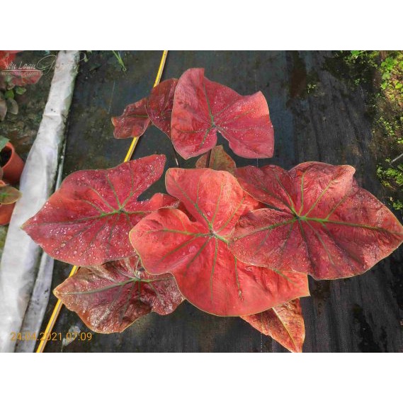 Cây môn Huyết Long size lớn lá to đẹp
