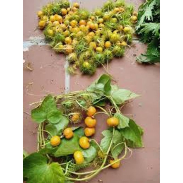 Quả lạc tiên khô (Quả trùm bao) thơm ngon 100g