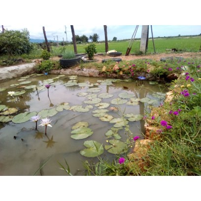 ( RẺ VÔ ĐỊCH) - Cây hoa súng thái lan màu đỏ tía