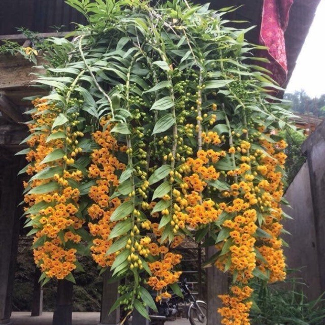 1 bảng lan phi điệp vàng rừng tây bắc hàng thuần siêu to, hoa siêu đẹp
