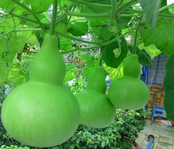 Hạt giống bầu hồ lô Rạng Đông