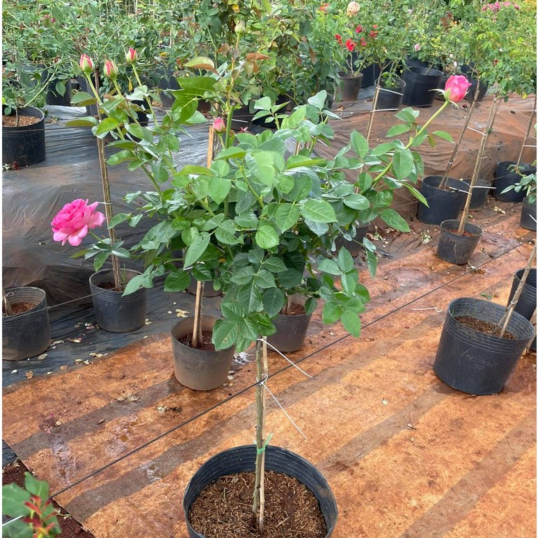 Hoa Hồng Lafont Rose -bầu to lớn, cây trưởng thành trưởng thành