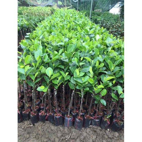 CÂY GIỐNG MÍT KHÔNG HẠT