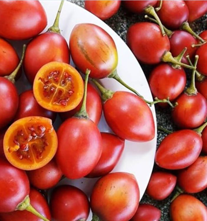 Túi 10 Hạt giống cà chua thân gỗ - VTNT