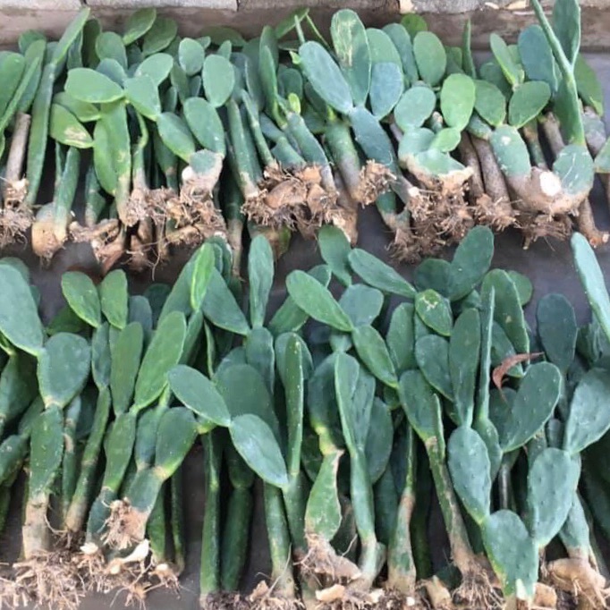 Xương rồng tai thỏ. ( loại 0,5m )