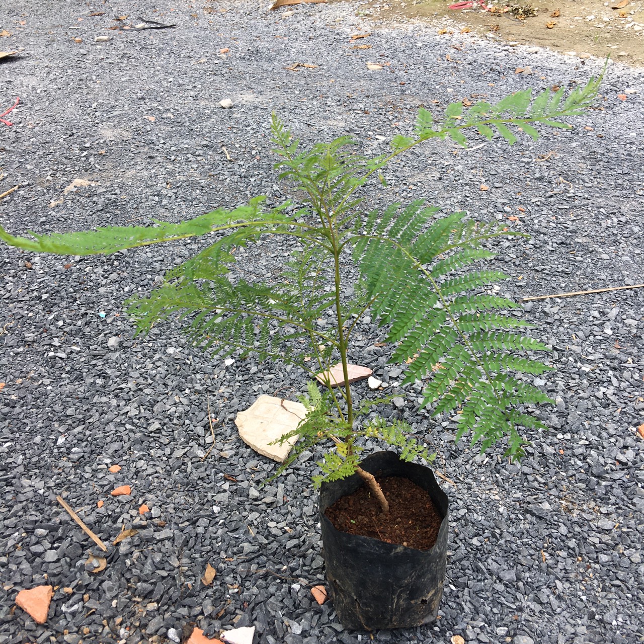Cây giống hoa Phượng Tím - Jacaranda mimosifolia