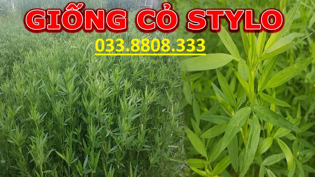 Hạt Cỏ Chăn Nuôi Stylo - Cỏ Họ Đậu - 500g  - Hạt Giống Cỏ Chăn Nuôi Trâu,Bò,dê,cừu,cá... đem lại năng xuất cao trong ngành chăn nuôi