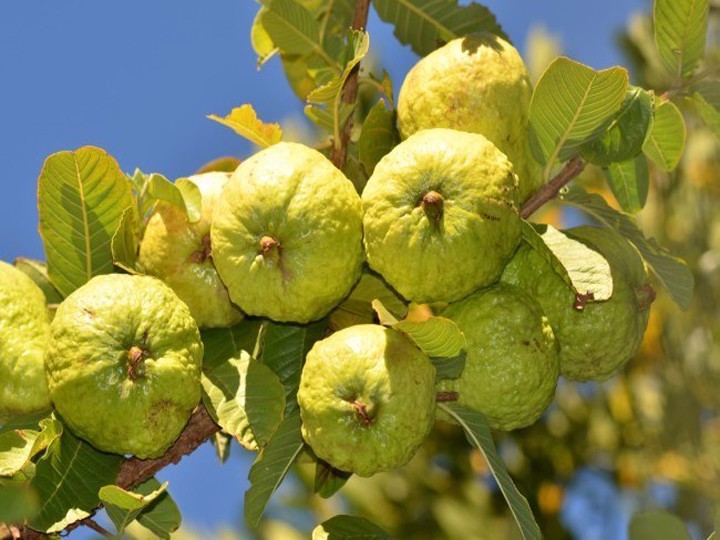 CÂY GIỐNG ỔI NỮ HOÀNG - Hàng  chuẩn giống F1