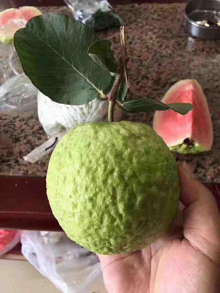 CÂY GIỐNG ỔI RUBI KHÔNG HẠT THÁI LAN SIÊU NGON SIÊU QUẢ- CAM KÊT GIỐNG CHUẨN F1