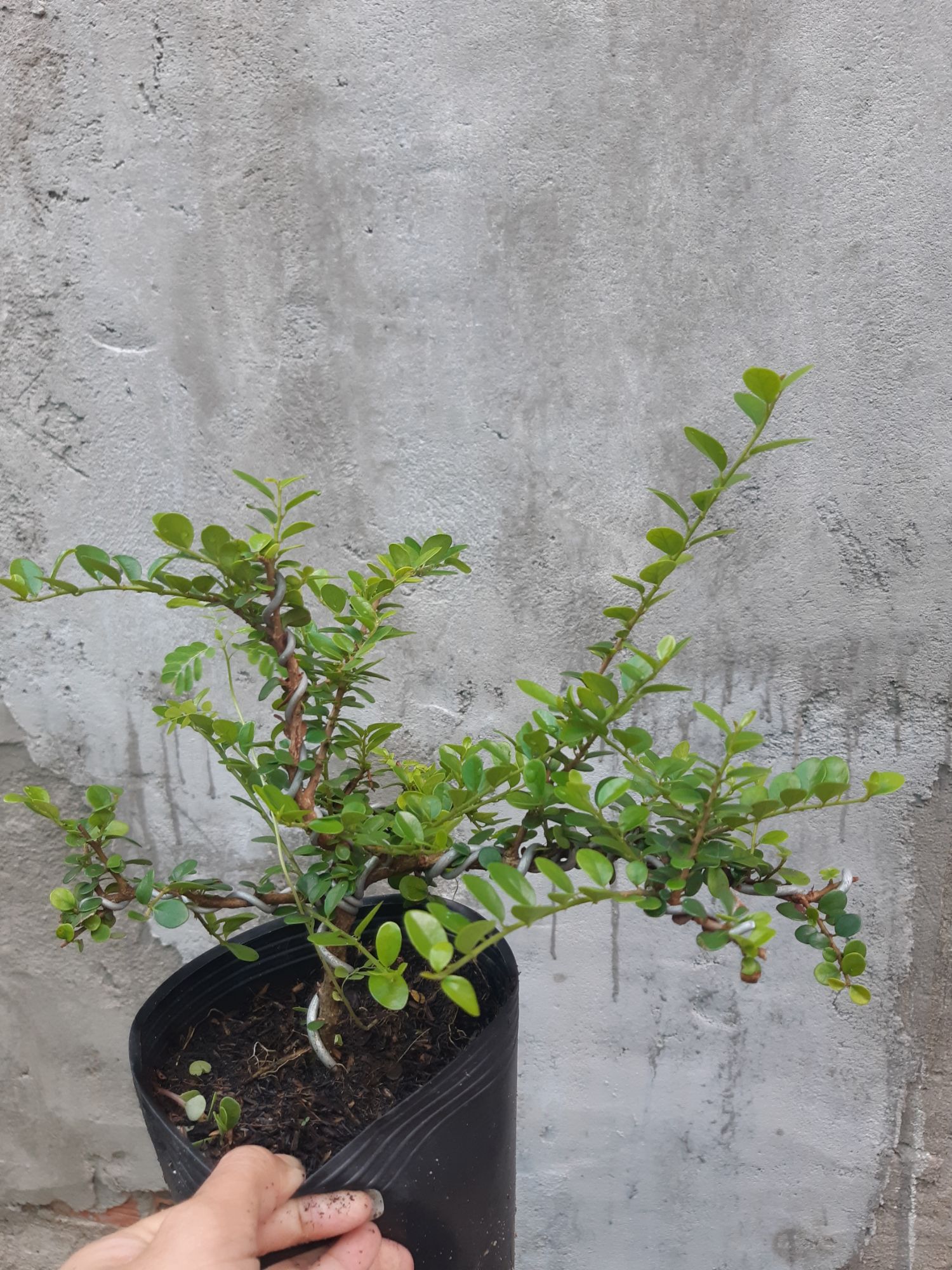 sam trái bonsai mini