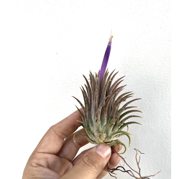 Cây Không Khí Tillandsia Bravo