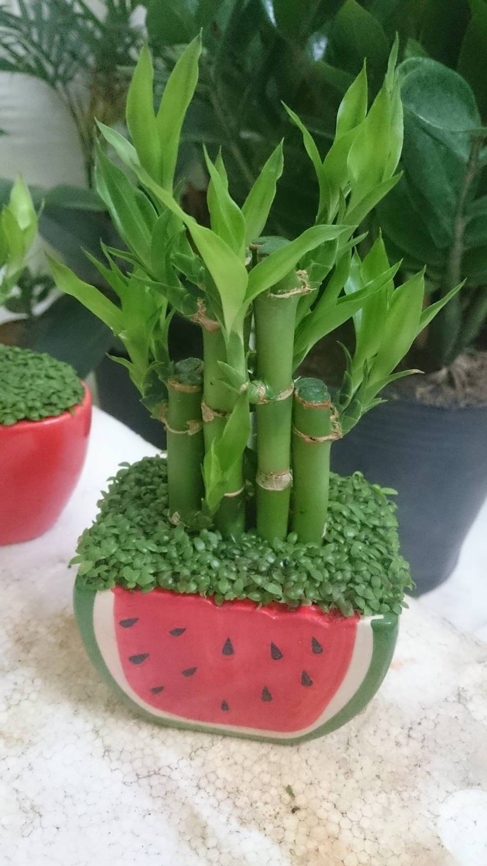 CHẬU CÂY PHÁT LỘC