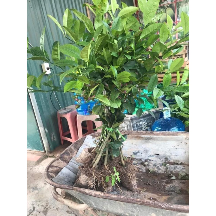 Cây Giống Chanh Giấy siêu sớm (CHO TRÁI SIÊU SỚM)