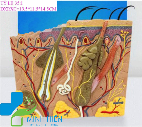 Mô hình giải phẫu da người phóng đại