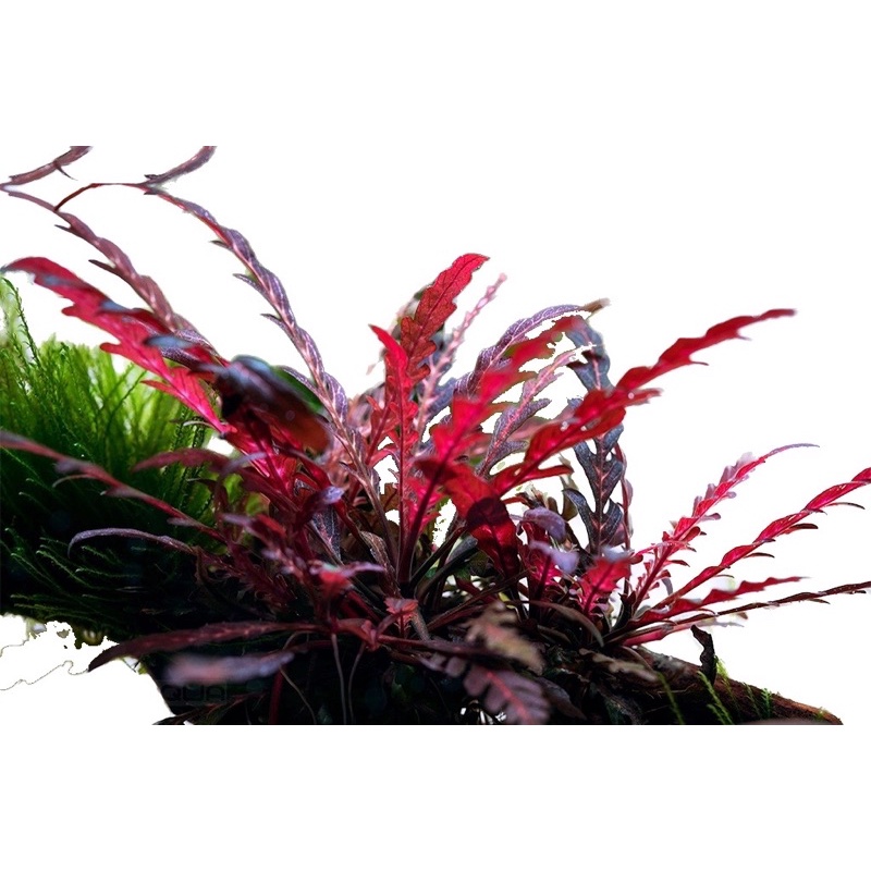 Liễu răng cưa lá nước ( 3 ngọn)