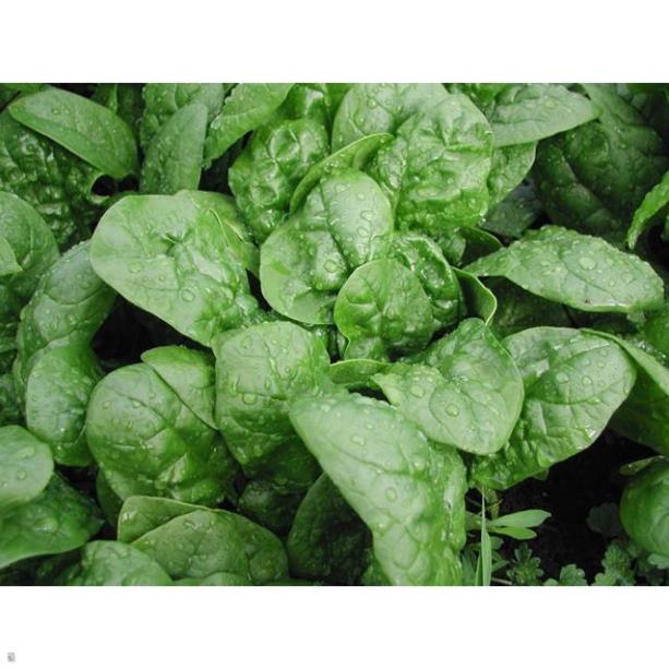 Hạt giống cải bó xôi - gói 5 gram