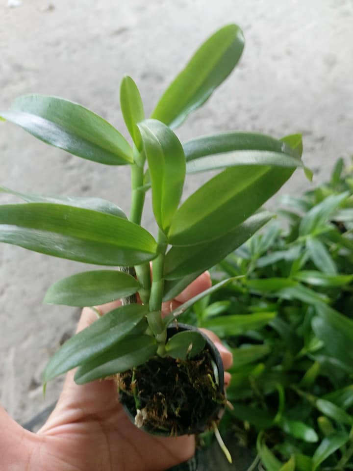 Lan Phi Điệp 🍀FREESHIP🍀 5ct HO [ Cây Giống ]