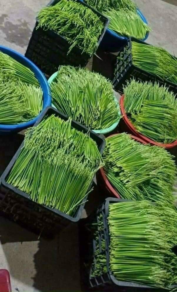 1Kg đòng đòng lúa nếp
