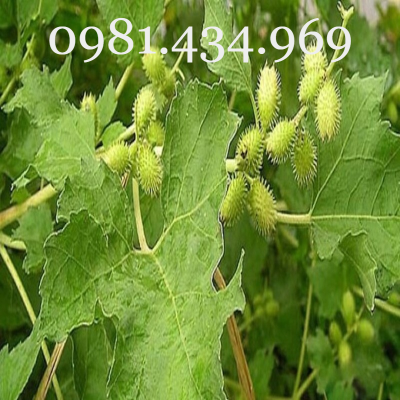 Lá Dâu Tằm Tươi ( 500g) Nhà Trồng