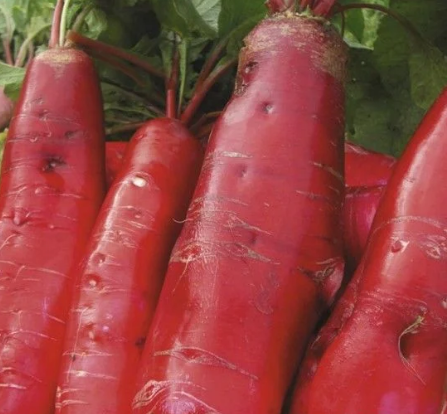 Hạt củ cải đỏ dài - gói 5 gram