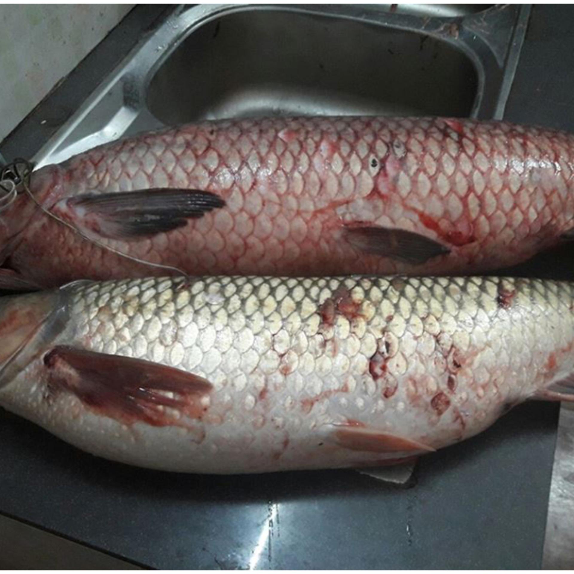 Mồi câu cá Trắm Đen ( 500g ) - Mồi câu cá Hùng Vương