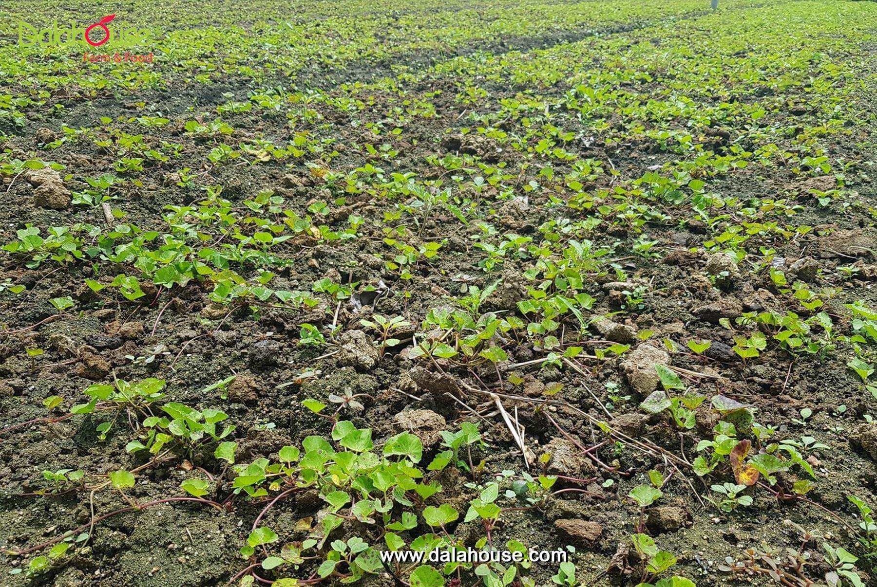 bột rau má nguyên chất