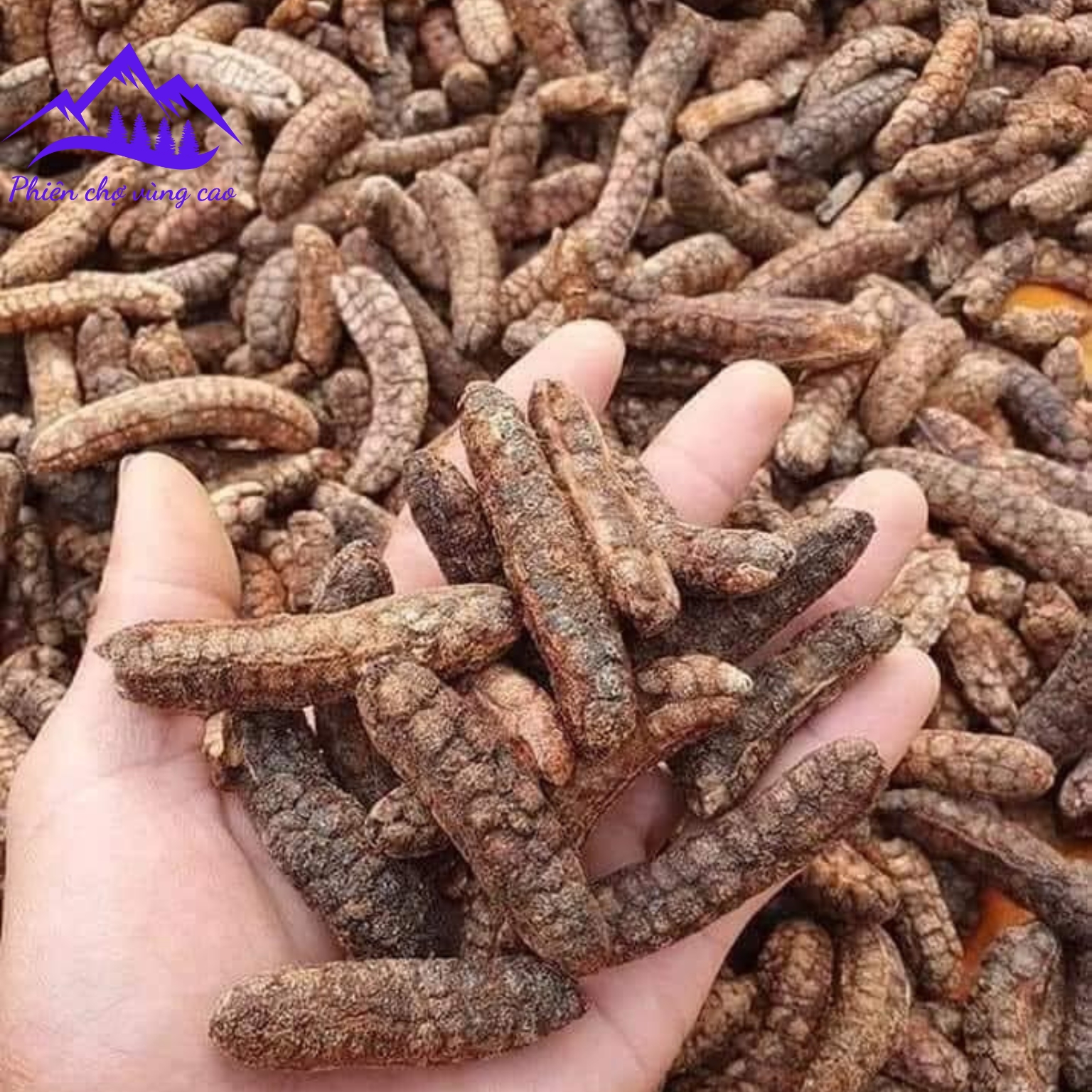 Chuối hột rừng chín khô nguyên quả, chuối hạt rừng Tây Bắc sấy, ngâm rượu thơm loại 1 . Đặc sản chuối hột, hạt rừng Tây Nguyên