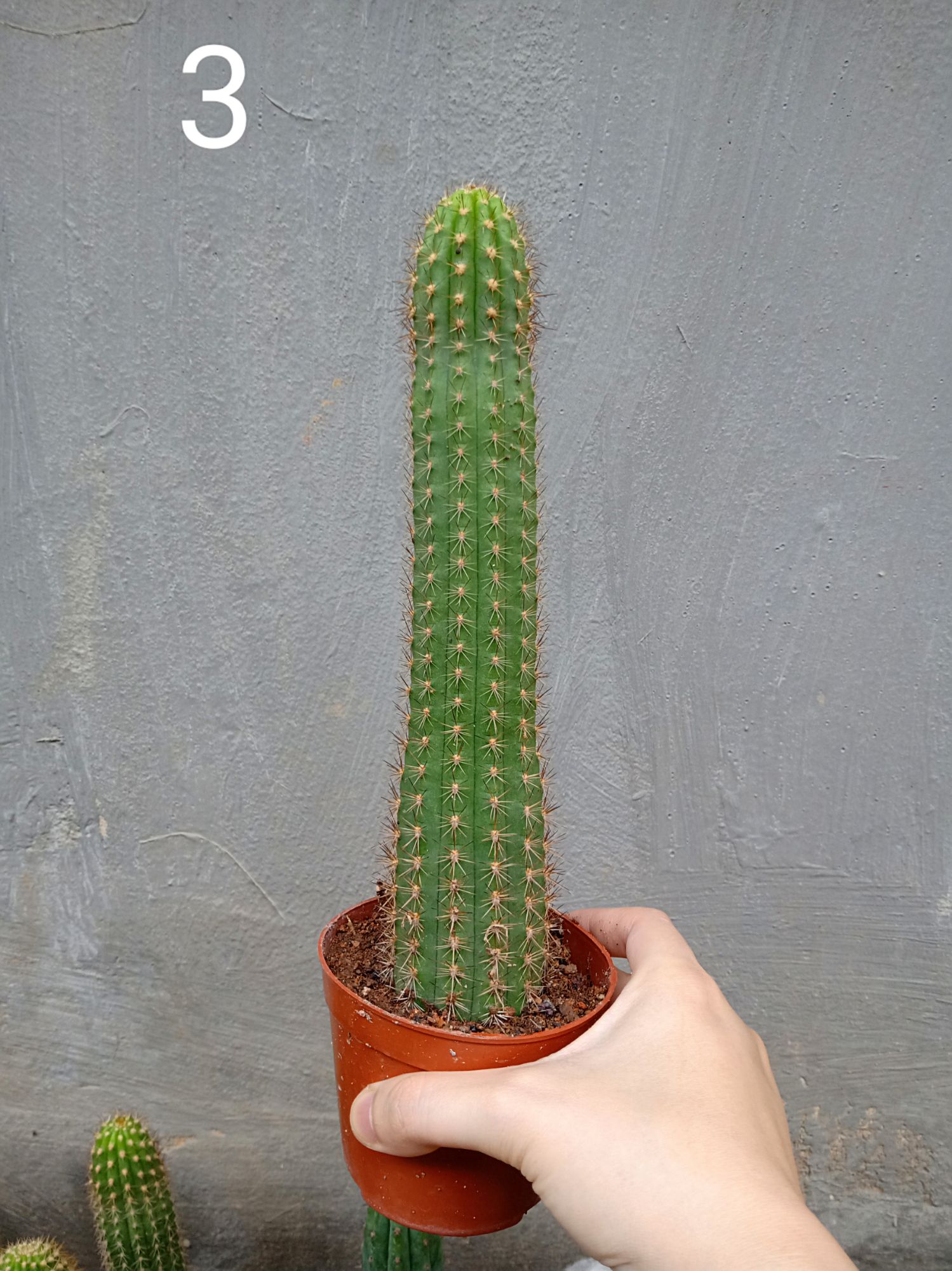Xương rồng trụ 20cm nhiều mẫu ( 1 chậu )